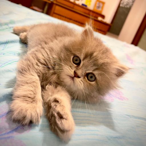 pet