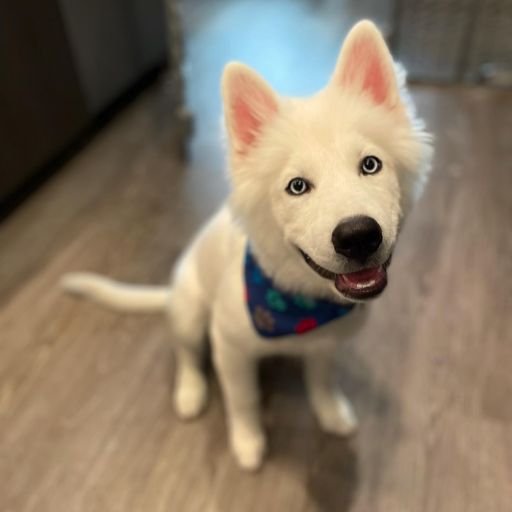 pet