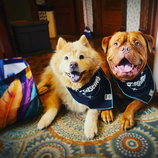 pet