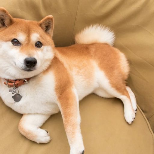 pet