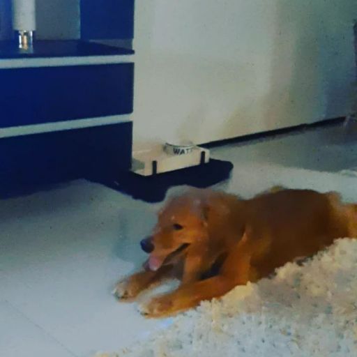 pet