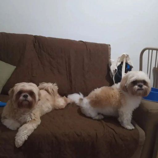 pet