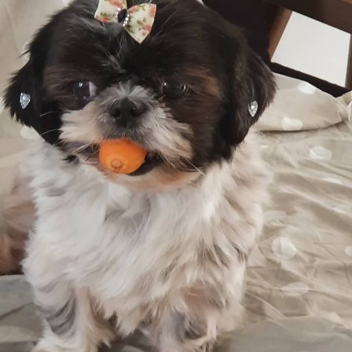 pet