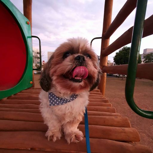 pet