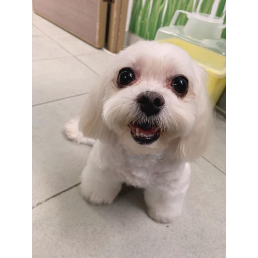 pet