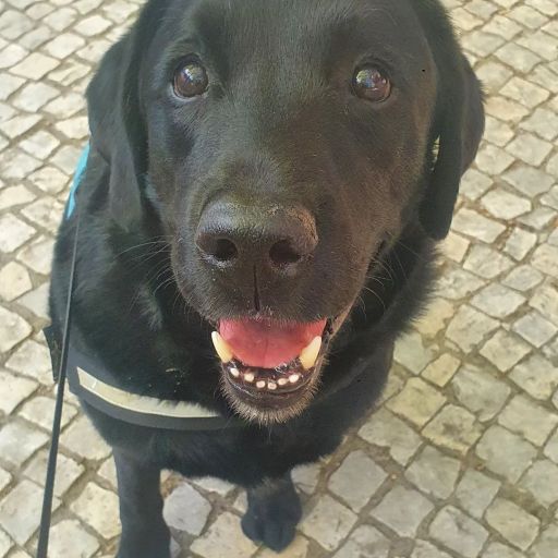 pet