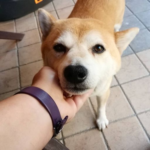 pet