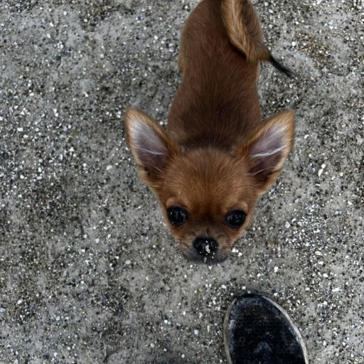 pet