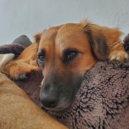 pet