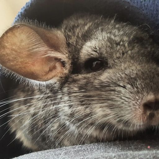 pet