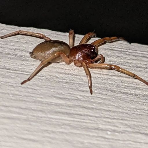pet