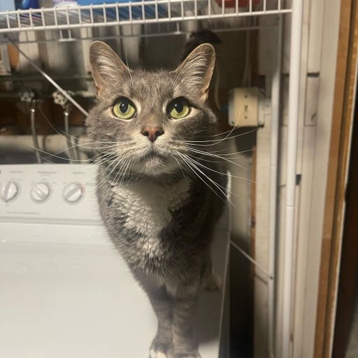 pet