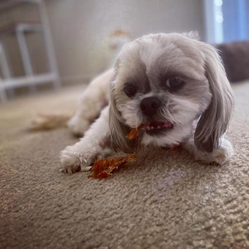pet
