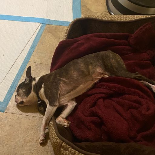 pet