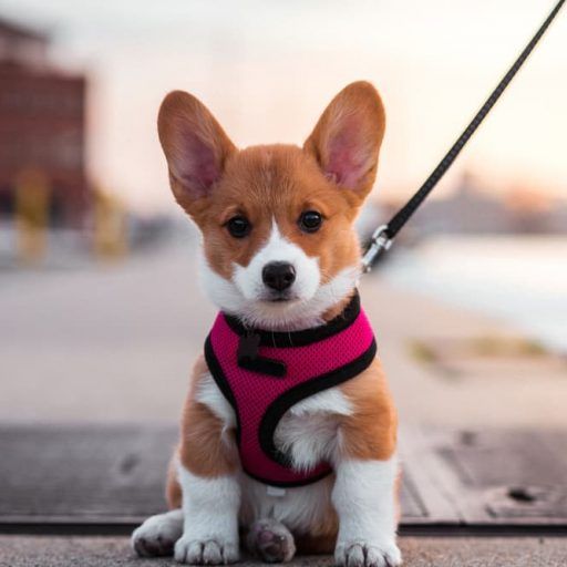 pet