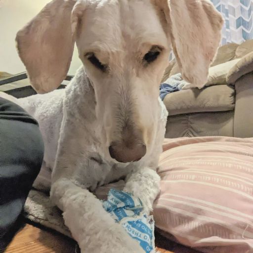 pet