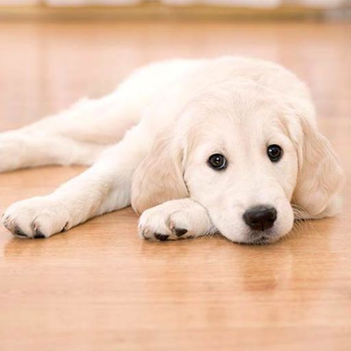 pet
