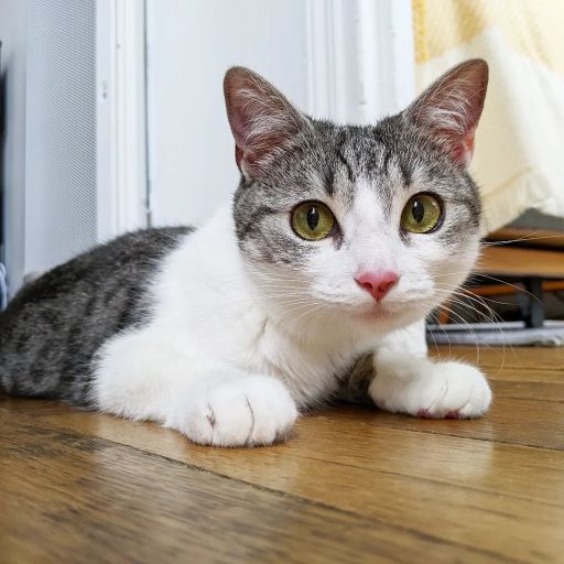 pet