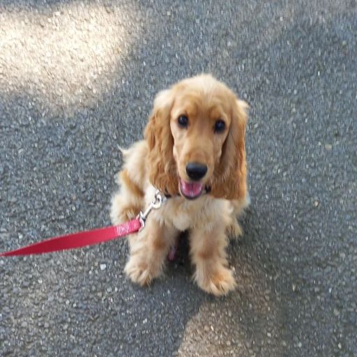 pet