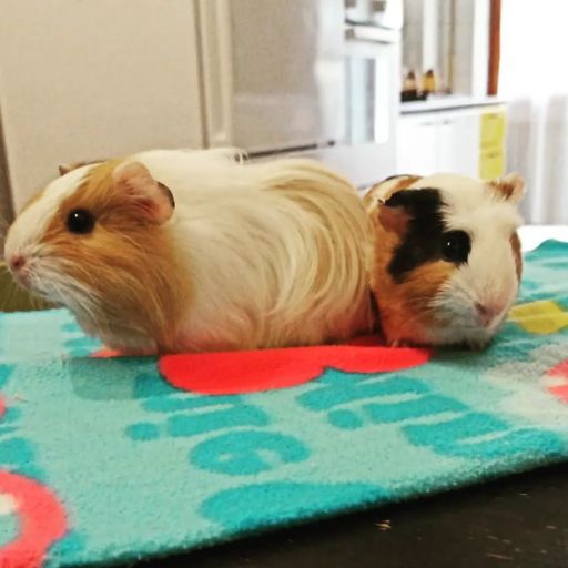 pet