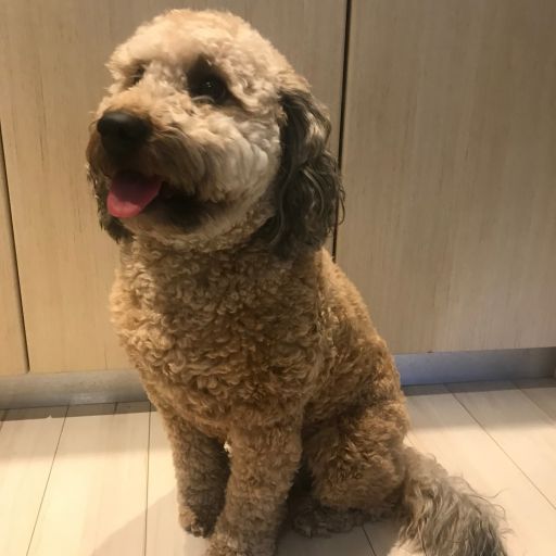 pet