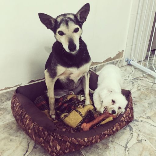 pet