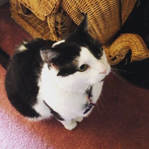 pet