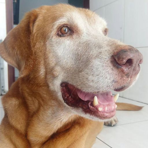 pet