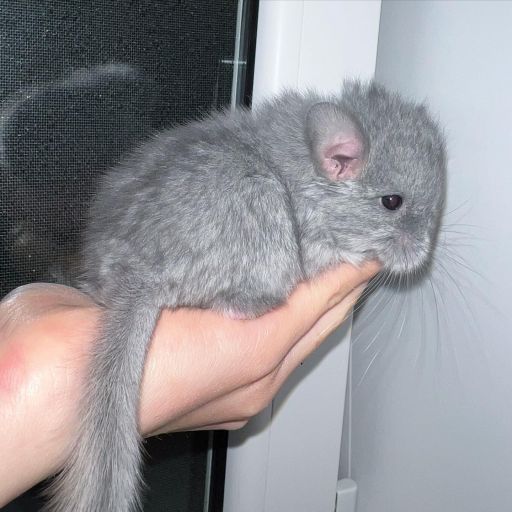 pet