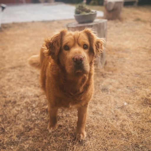 pet