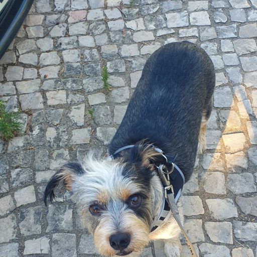 pet