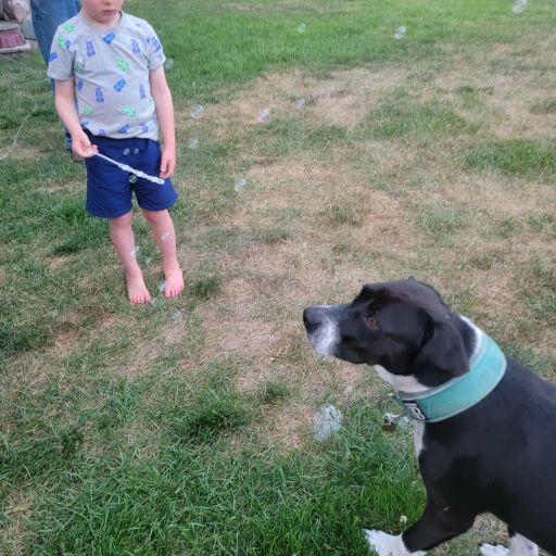 pet
