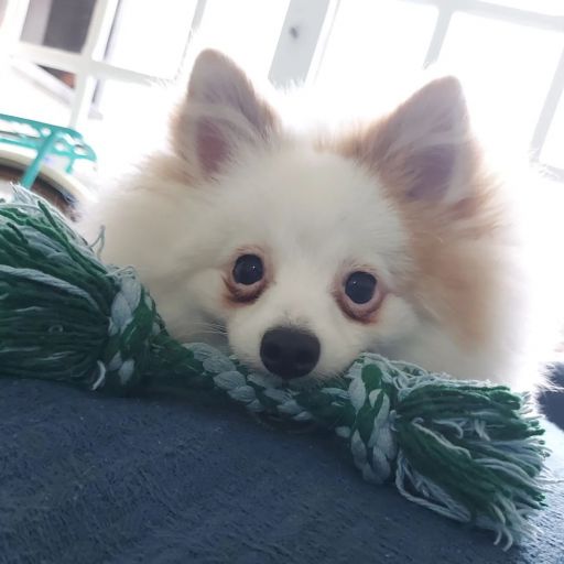 pet
