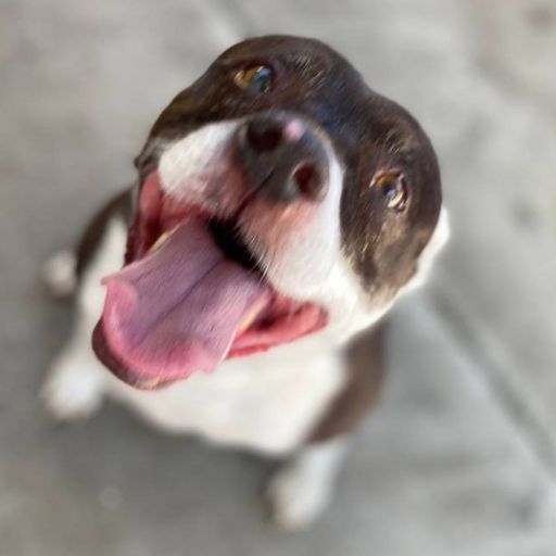 pet