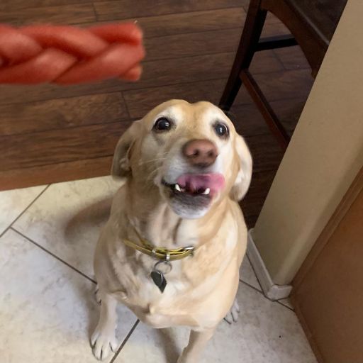 pet