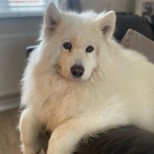 pet