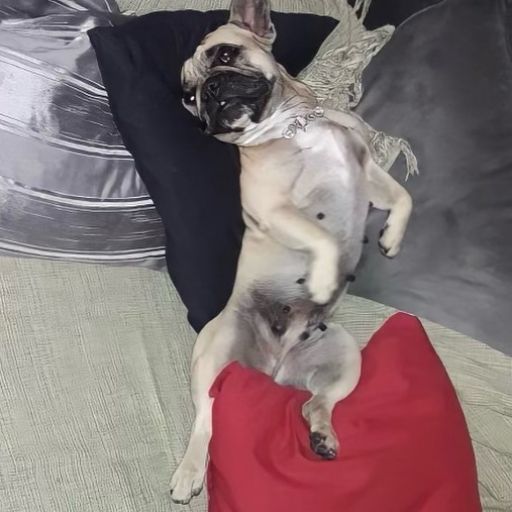 pet