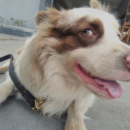 pet