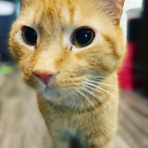 pet