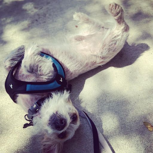 pet