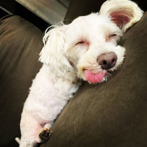 pet