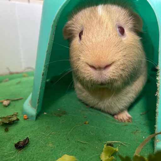 pet