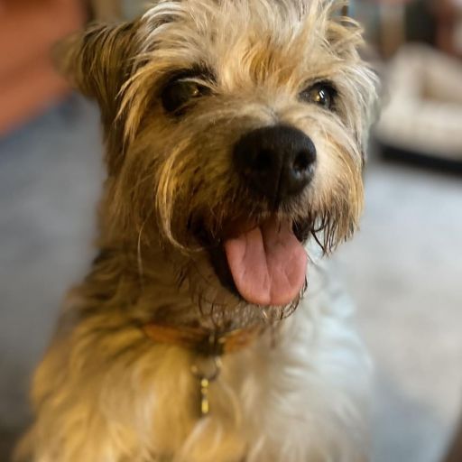 pet