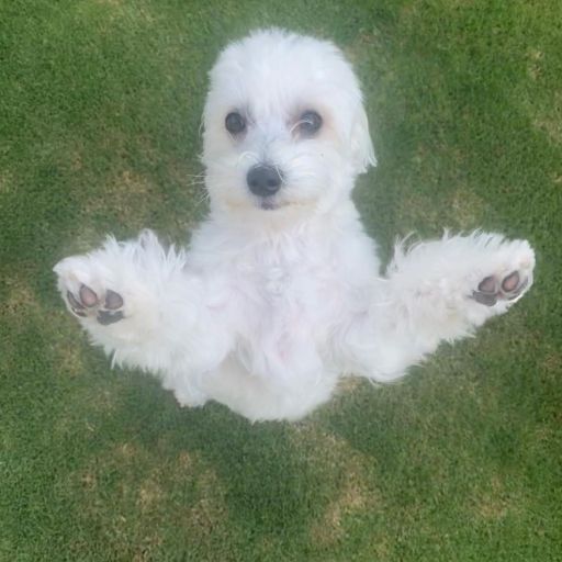 pet