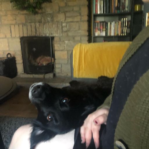 pet