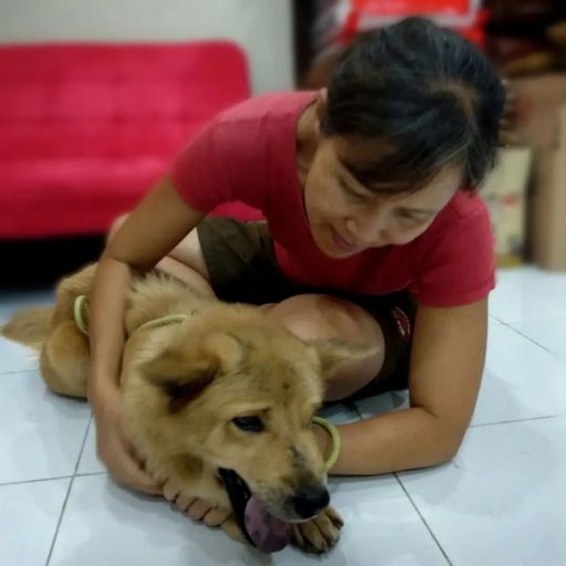 pet