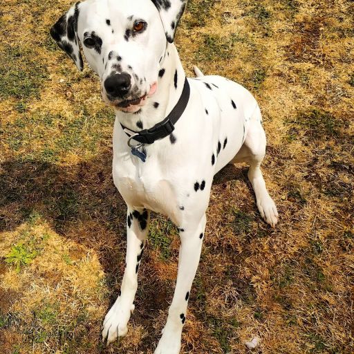 pet