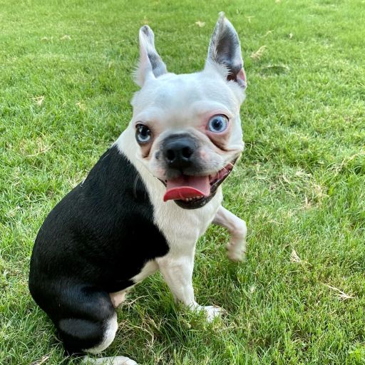 pet