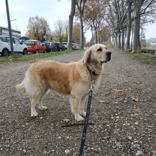 pet