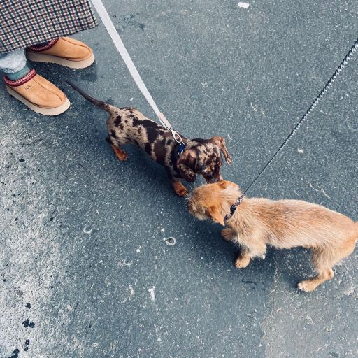 pet